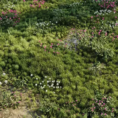 Meadow Grass 3D model