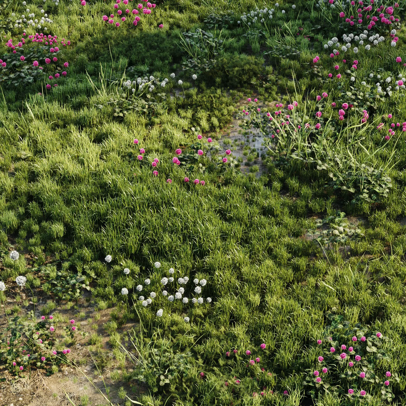 Meadow Grass 3D model_0