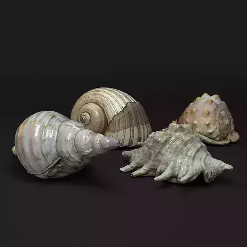 Seashells Vol 1 - Photogrammetry
