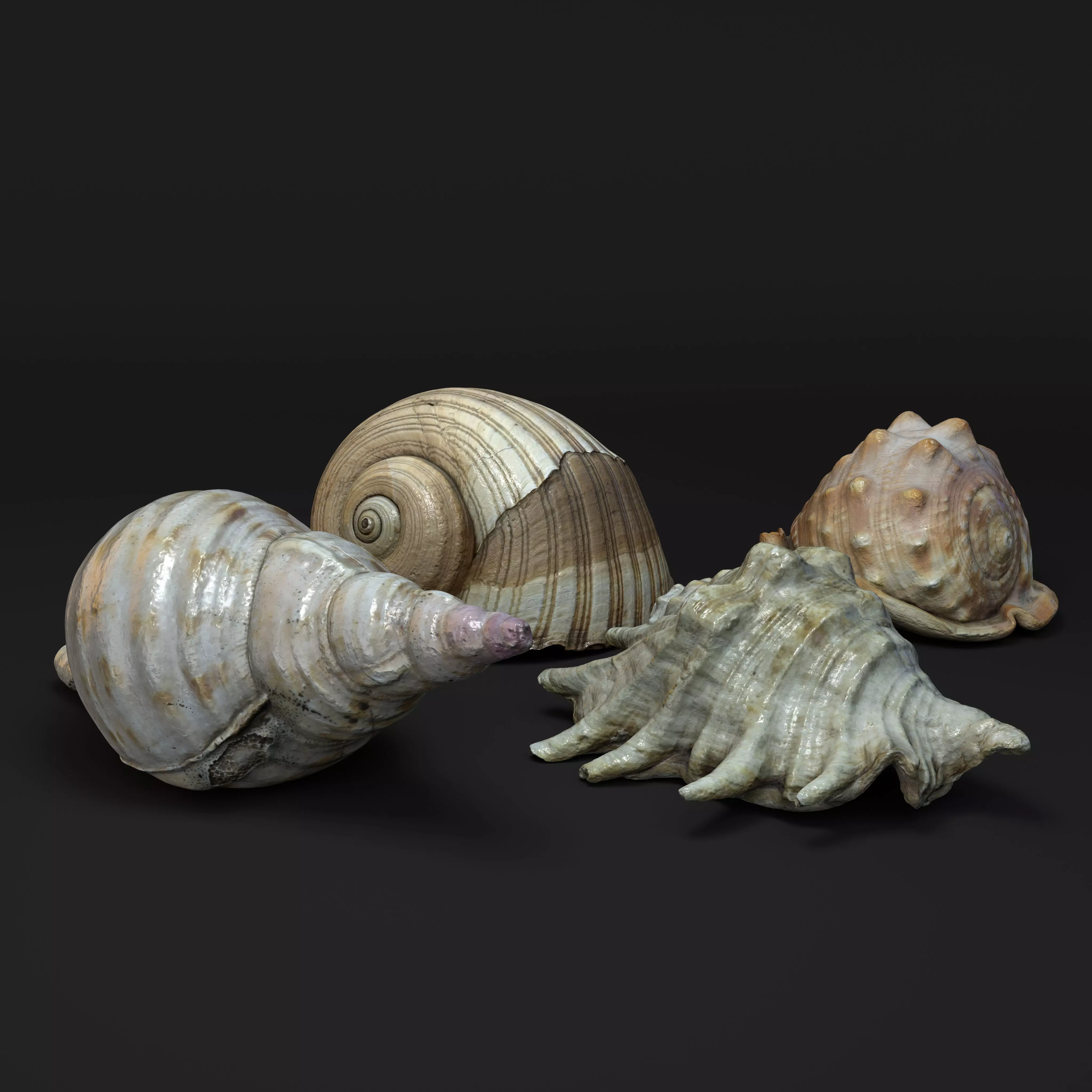 Volume Seashell Seashells Vol 1 - Photogrammetry 3D model | CGTrader