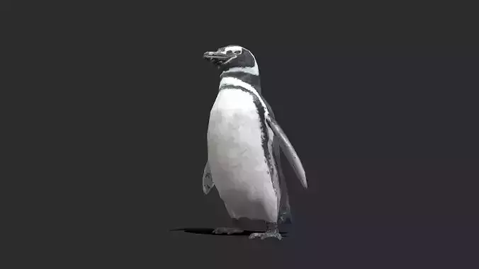 Magellanic Penguin - Animated