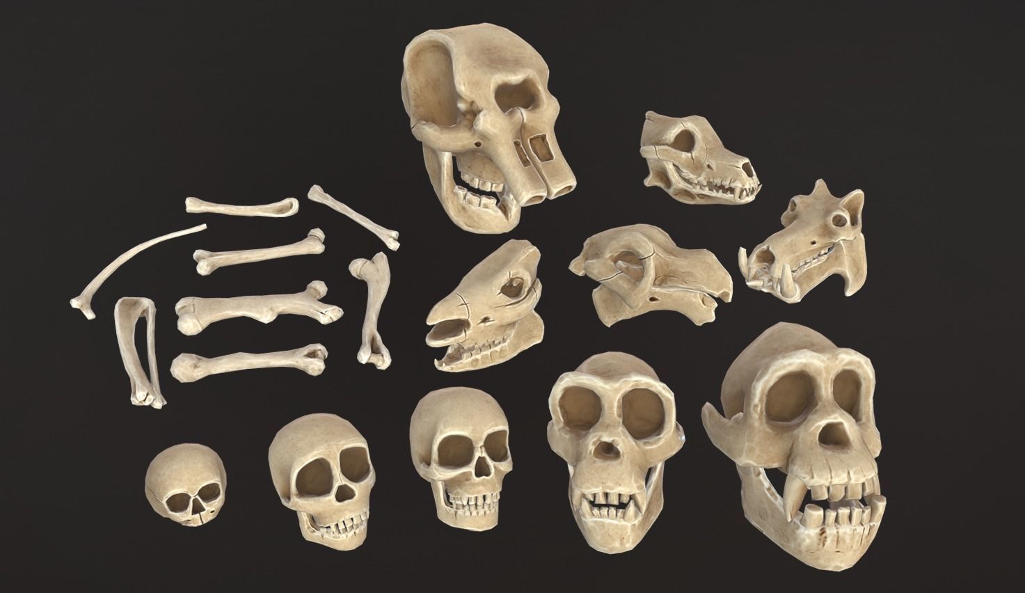 Stylized Skulls and bones pack Low-poly 3D model_3