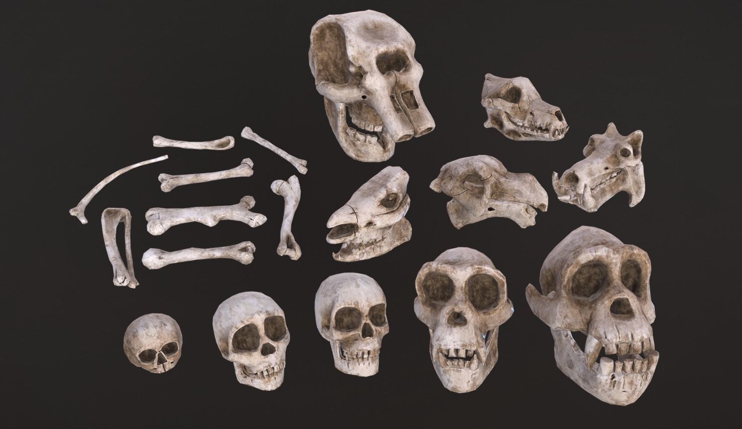 Stylized Skulls and bones pack Low-poly 3D model_4