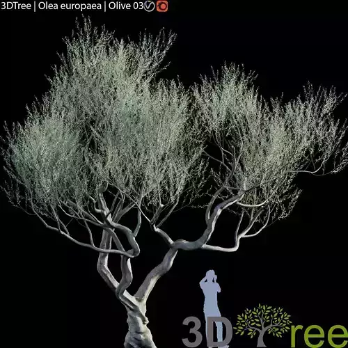 Olive Tree -Europa Olea 06