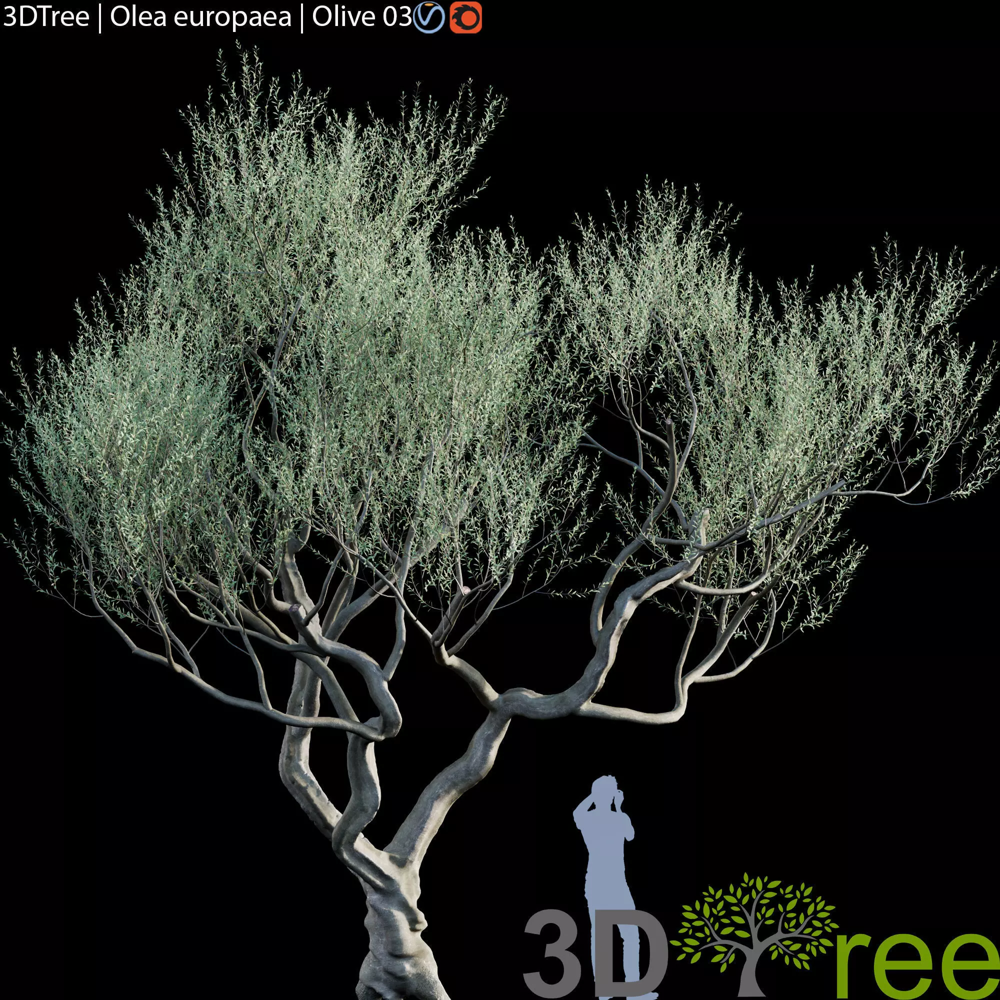 Olive Tree -Europa Olea 06 3D model_0