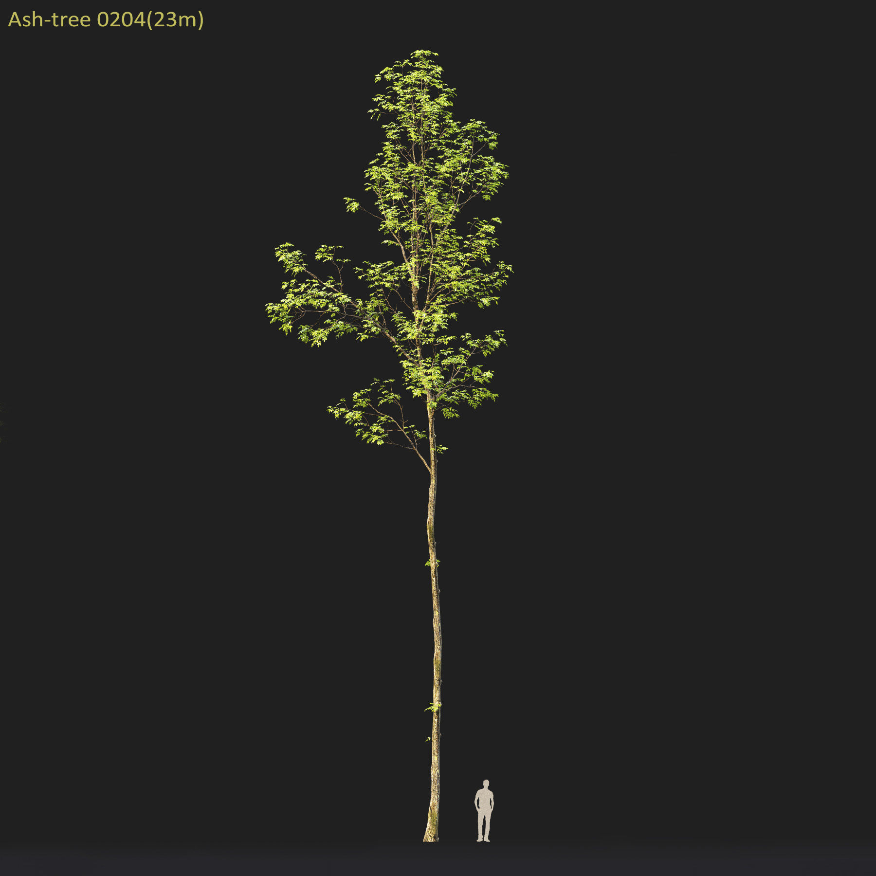Ash-tree Height 15 - 23 m Park trees 3D model_13