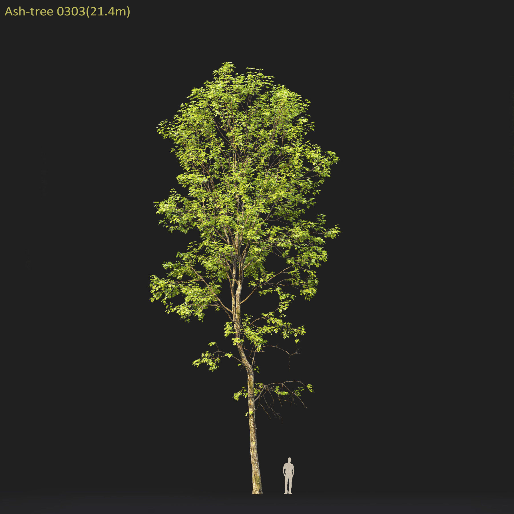 Ash-tree Height 15 - 23 m Park trees 3D model_16