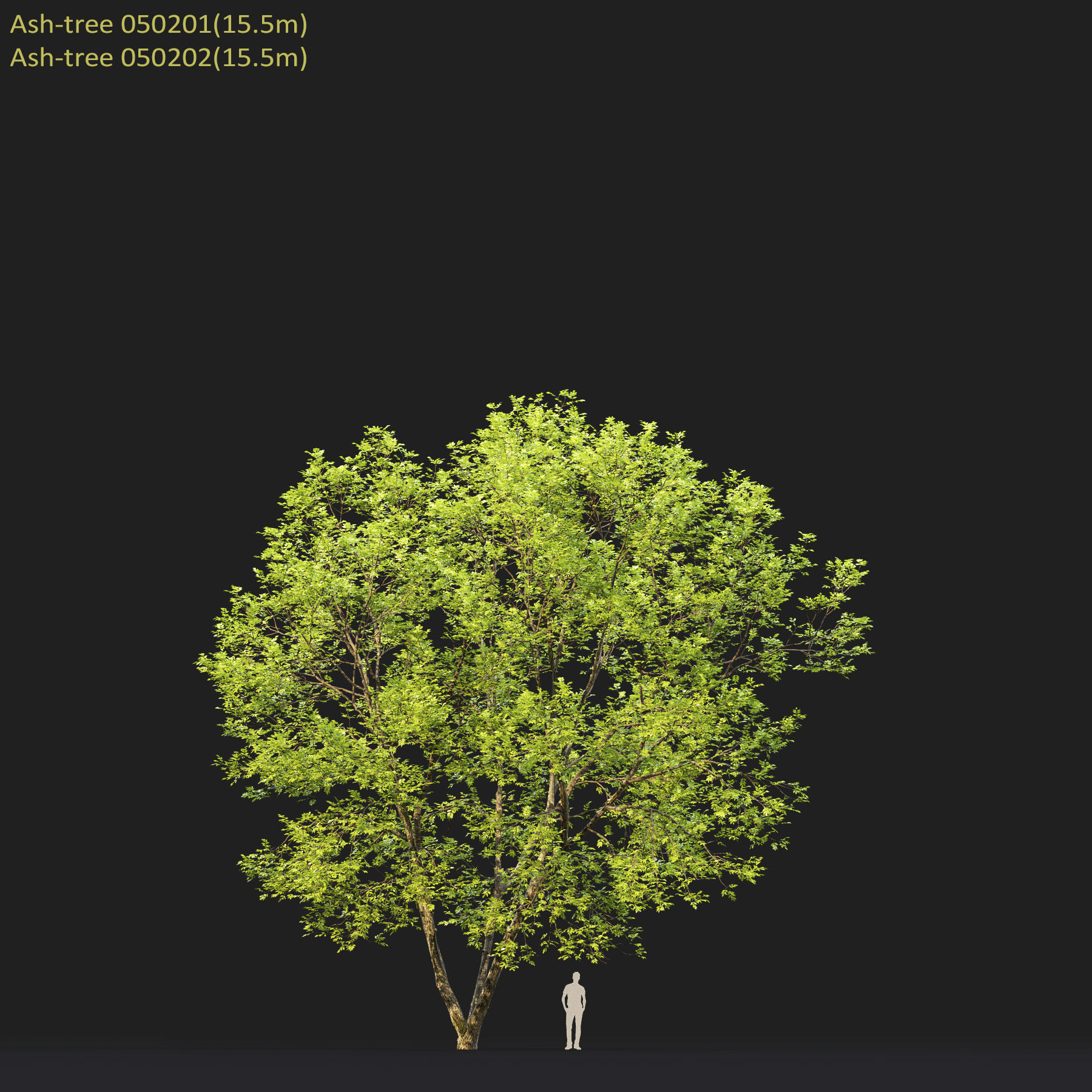 Ash-tree Height 15 - 23 m Park trees 3D model_21