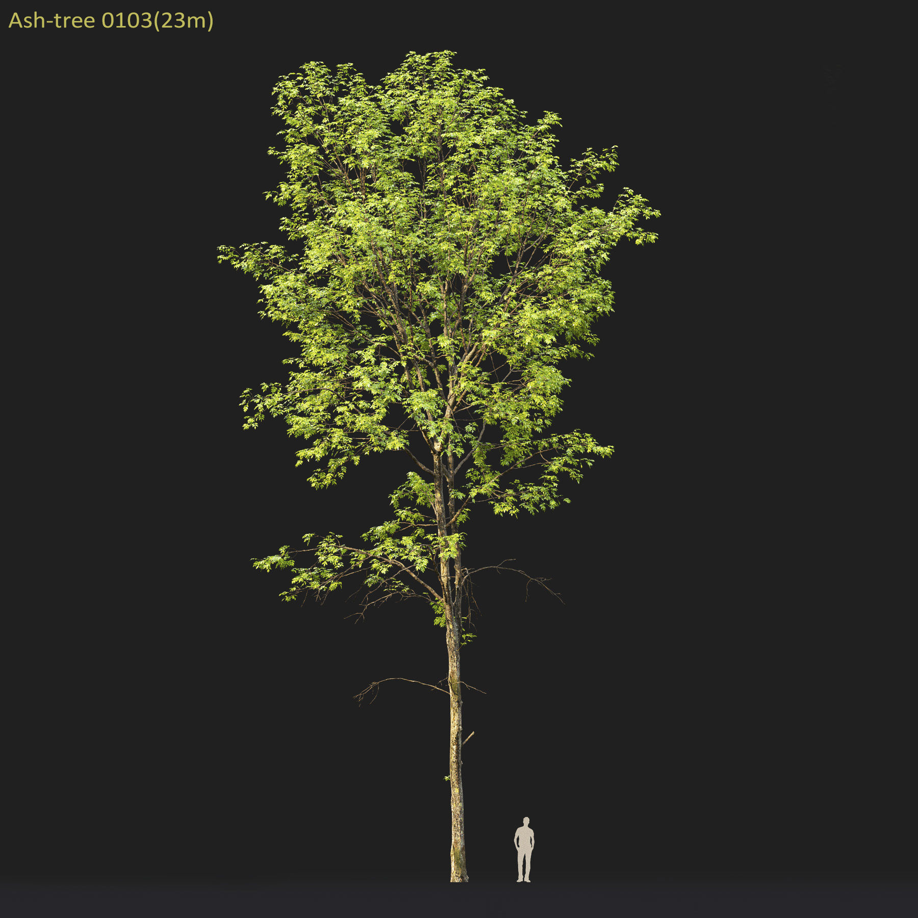 Ash-tree Height 15 - 23 m Park trees 3D model_9