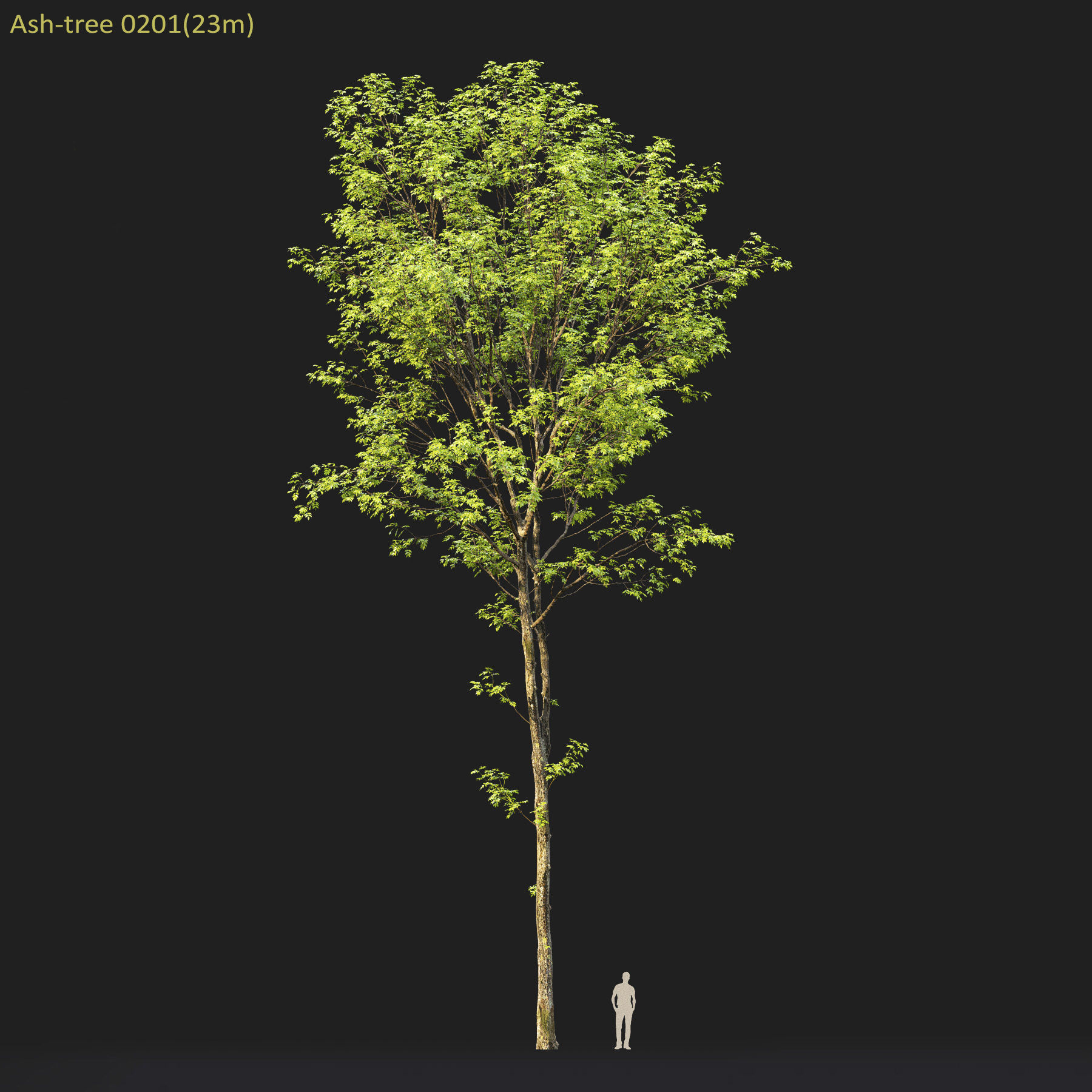 Ash-tree Height 15 - 23 m Park trees 3D model_10