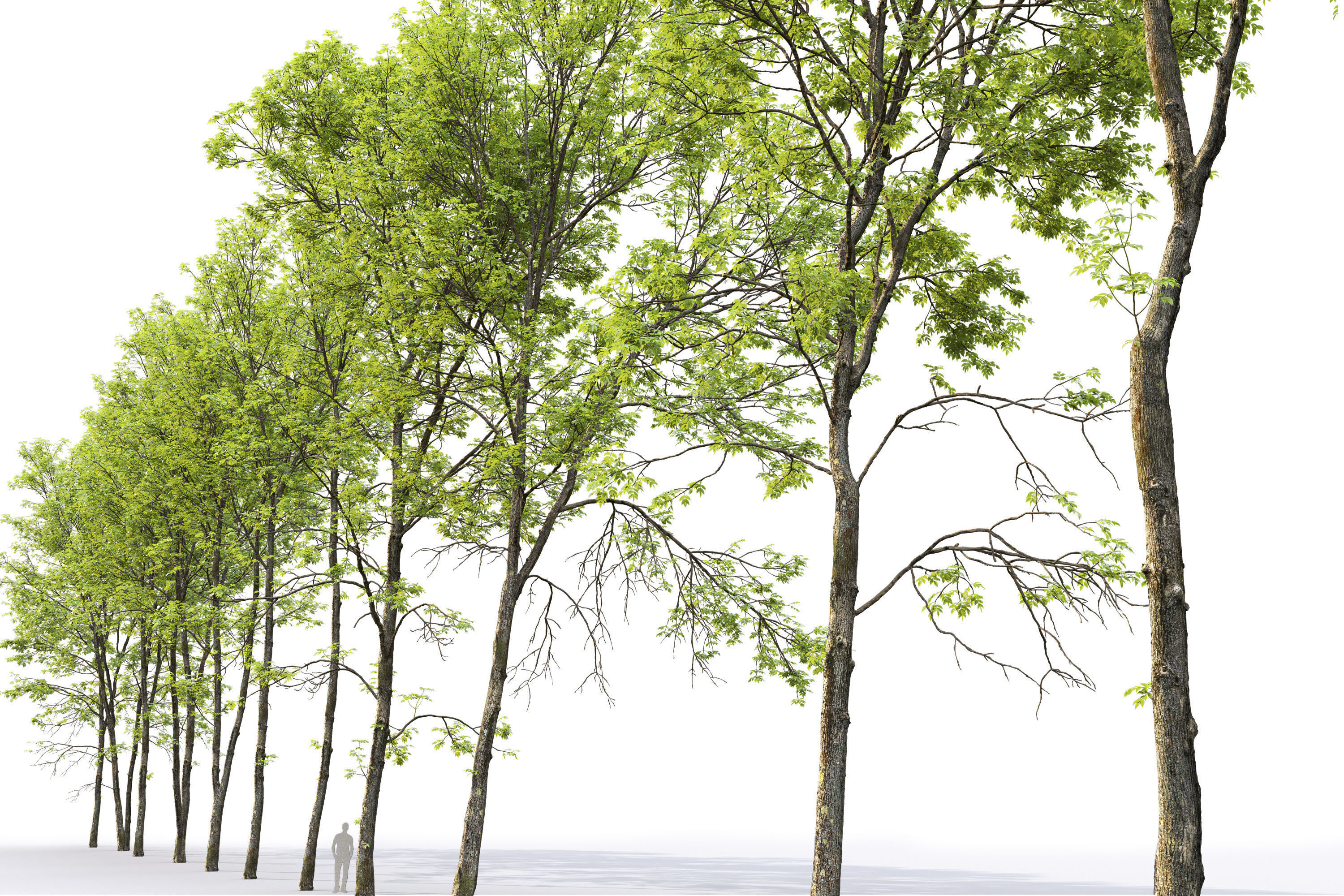 Ash-tree Height 15 - 23 m Park trees 3D model_5