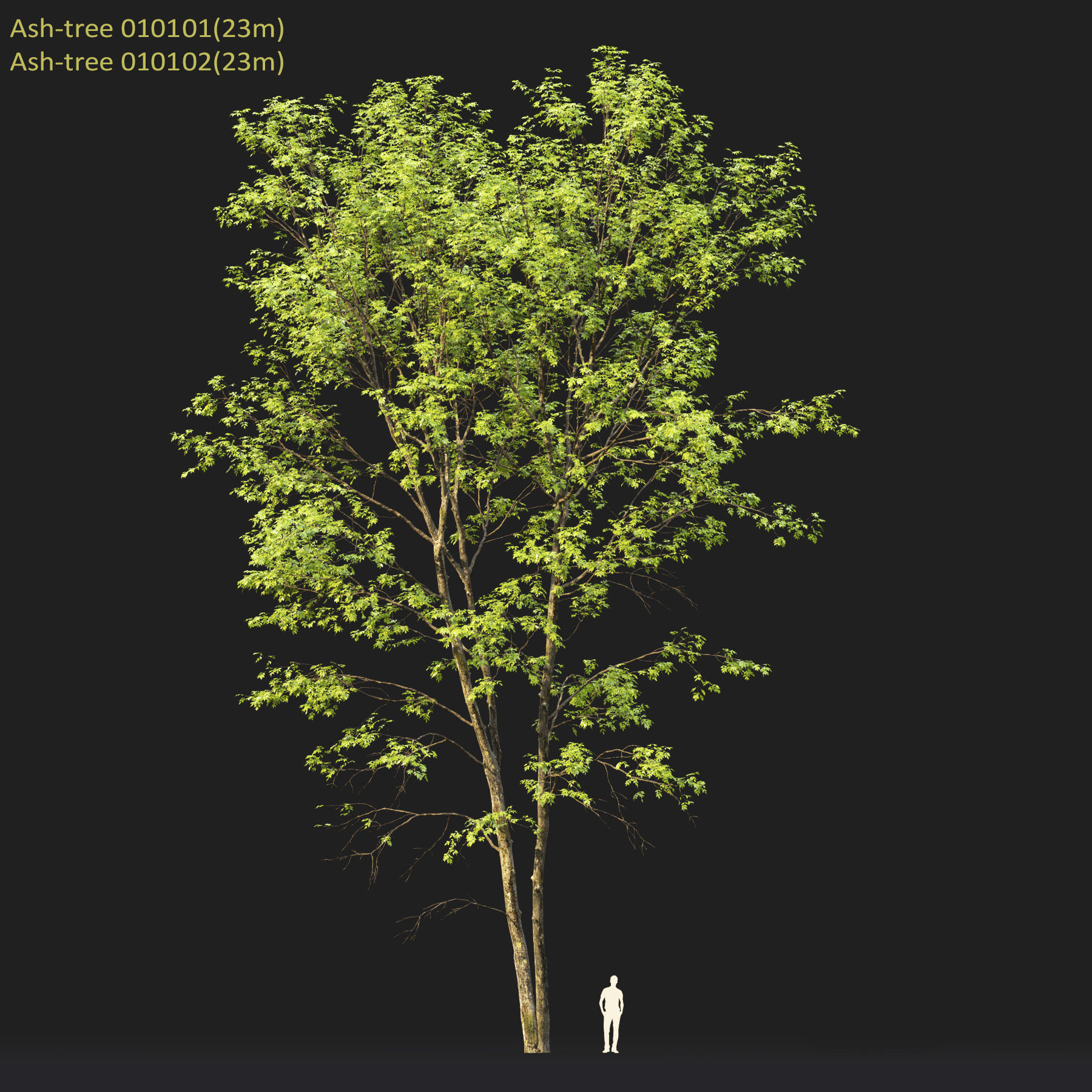 Ash-tree Height 15 - 23 m Park trees 3D model_7
