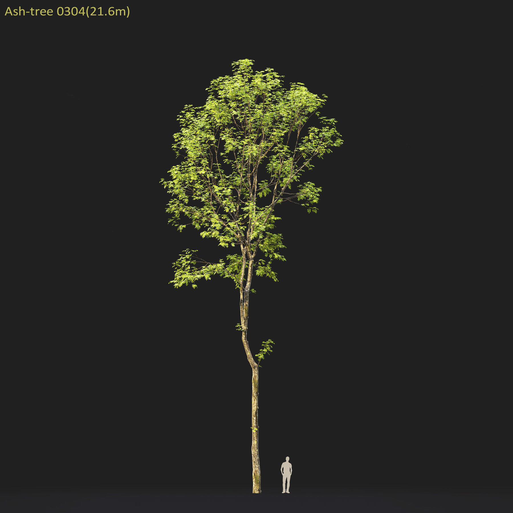 Ash-tree Height 15 - 23 m Park trees 3D model_17