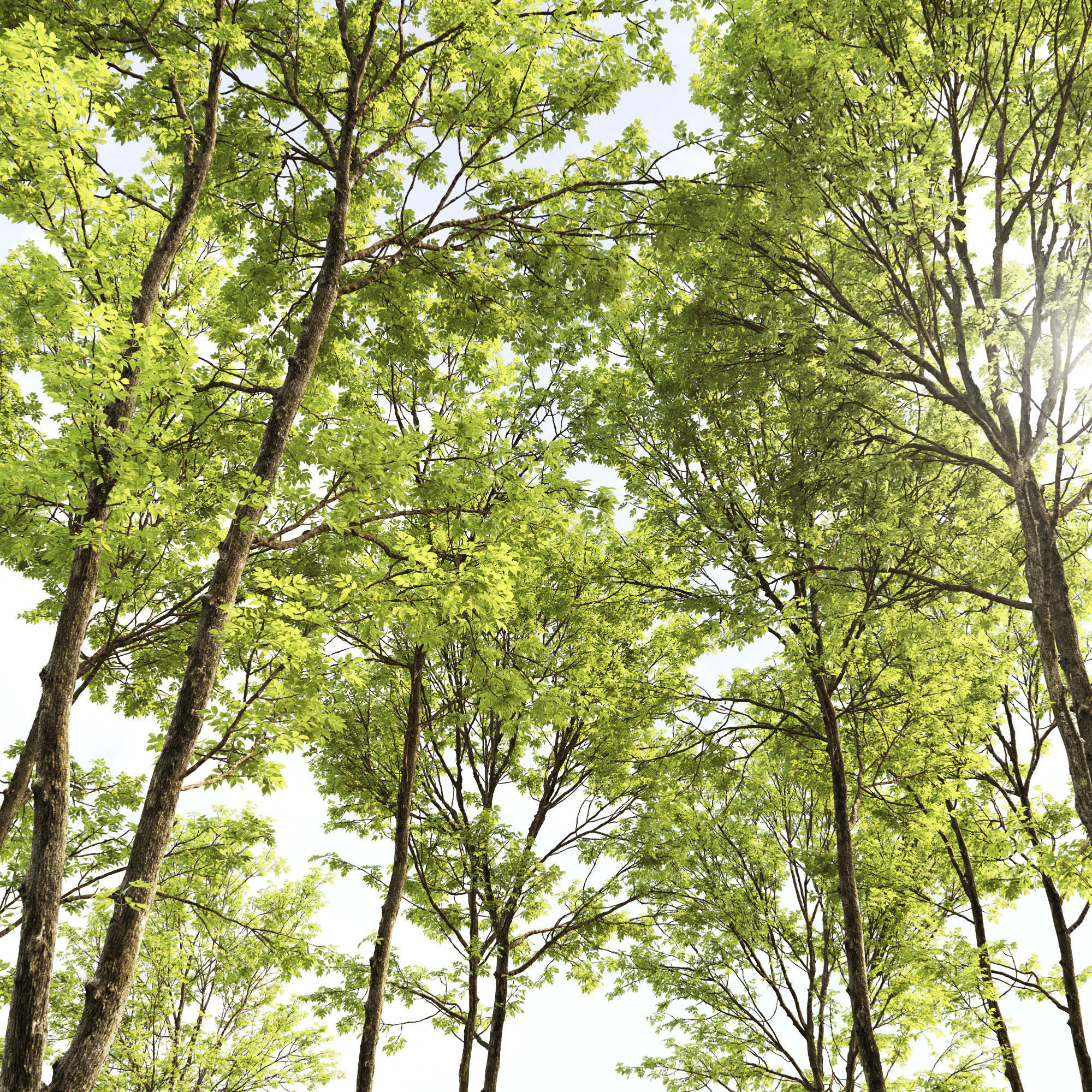 Ash-tree Height 15 - 23 m Park trees 3D model_1