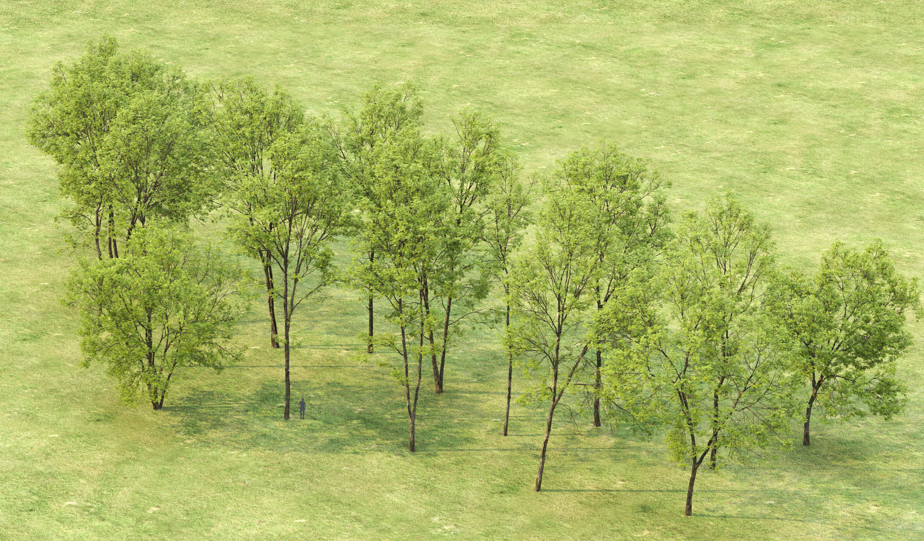 Ash-tree Height 15 - 23 m Park trees 3D model_3