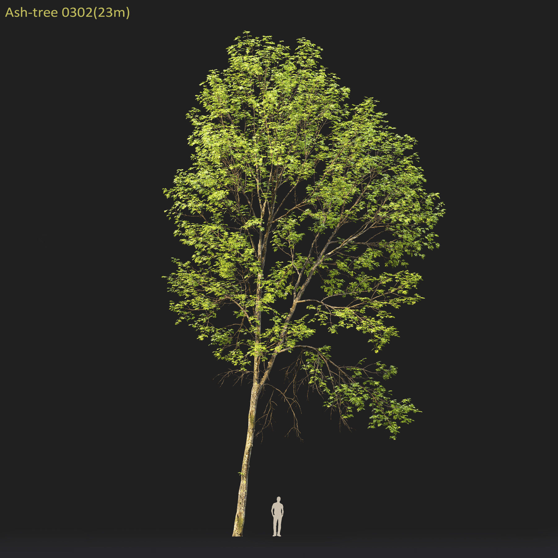 Ash-tree Height 15 - 23 m Park trees 3D model_15