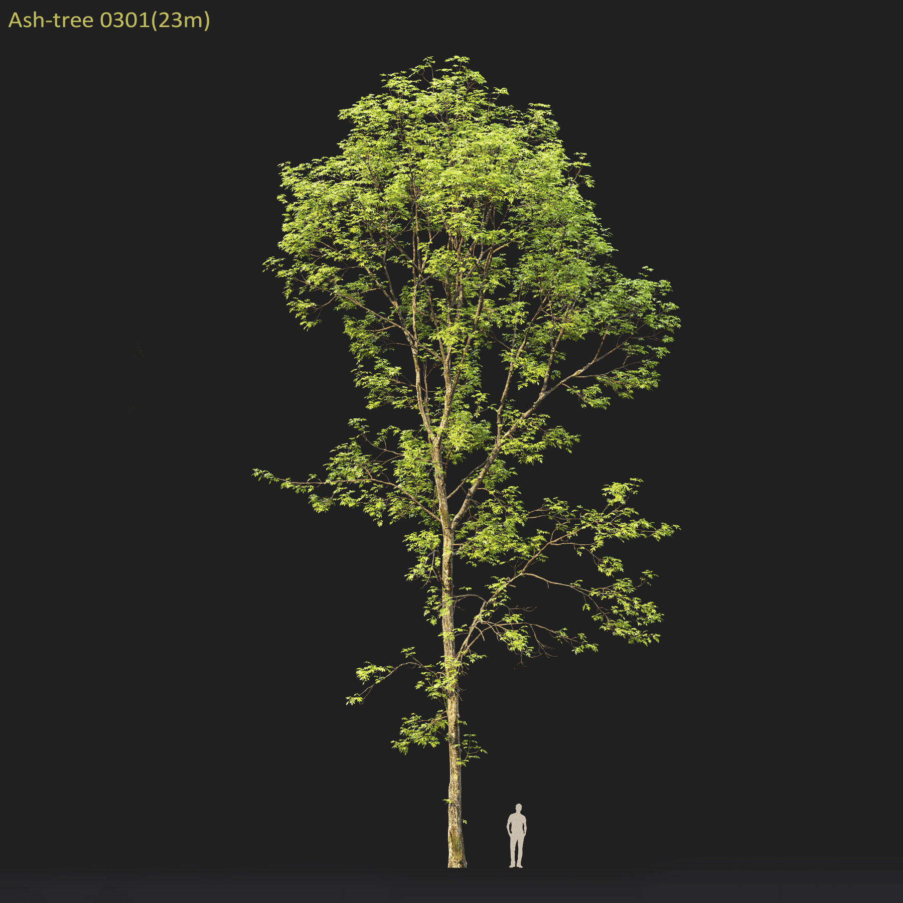 Ash-tree Height 15 - 23 m Park trees 3D model_14