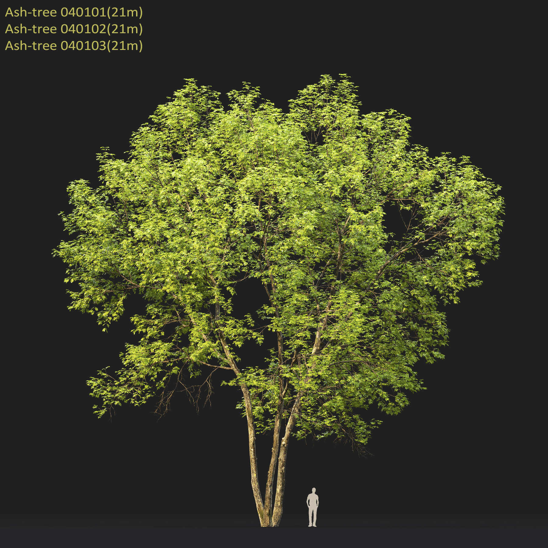 Ash-tree Height 15 - 23 m Park trees 3D model_18