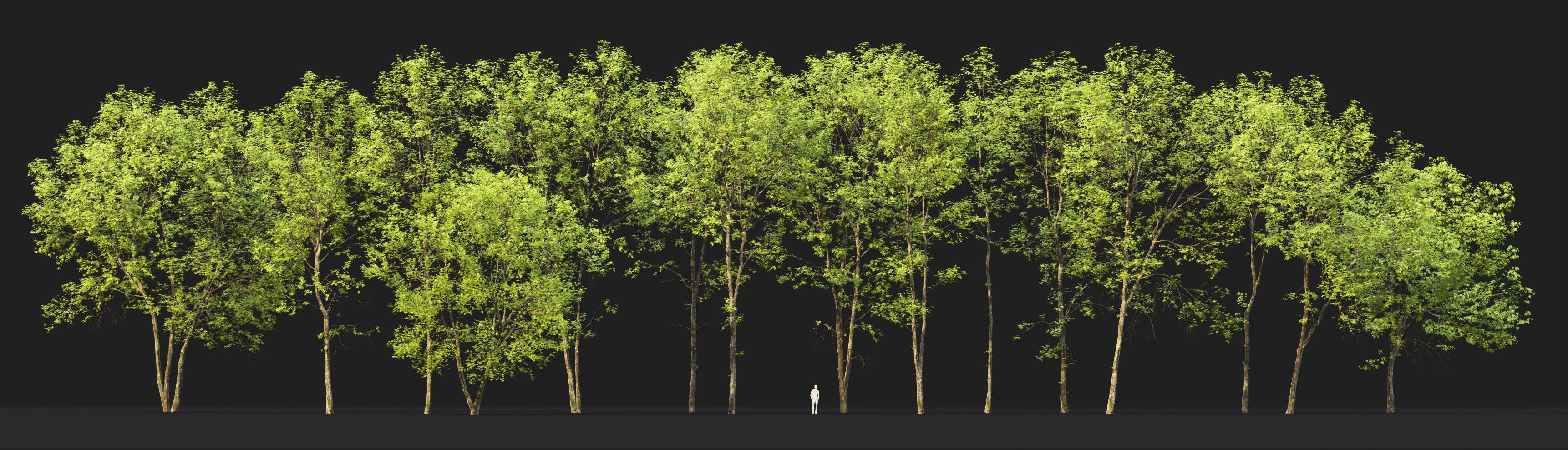 Ash-tree Height 15 - 23 m Park trees 3D model_6