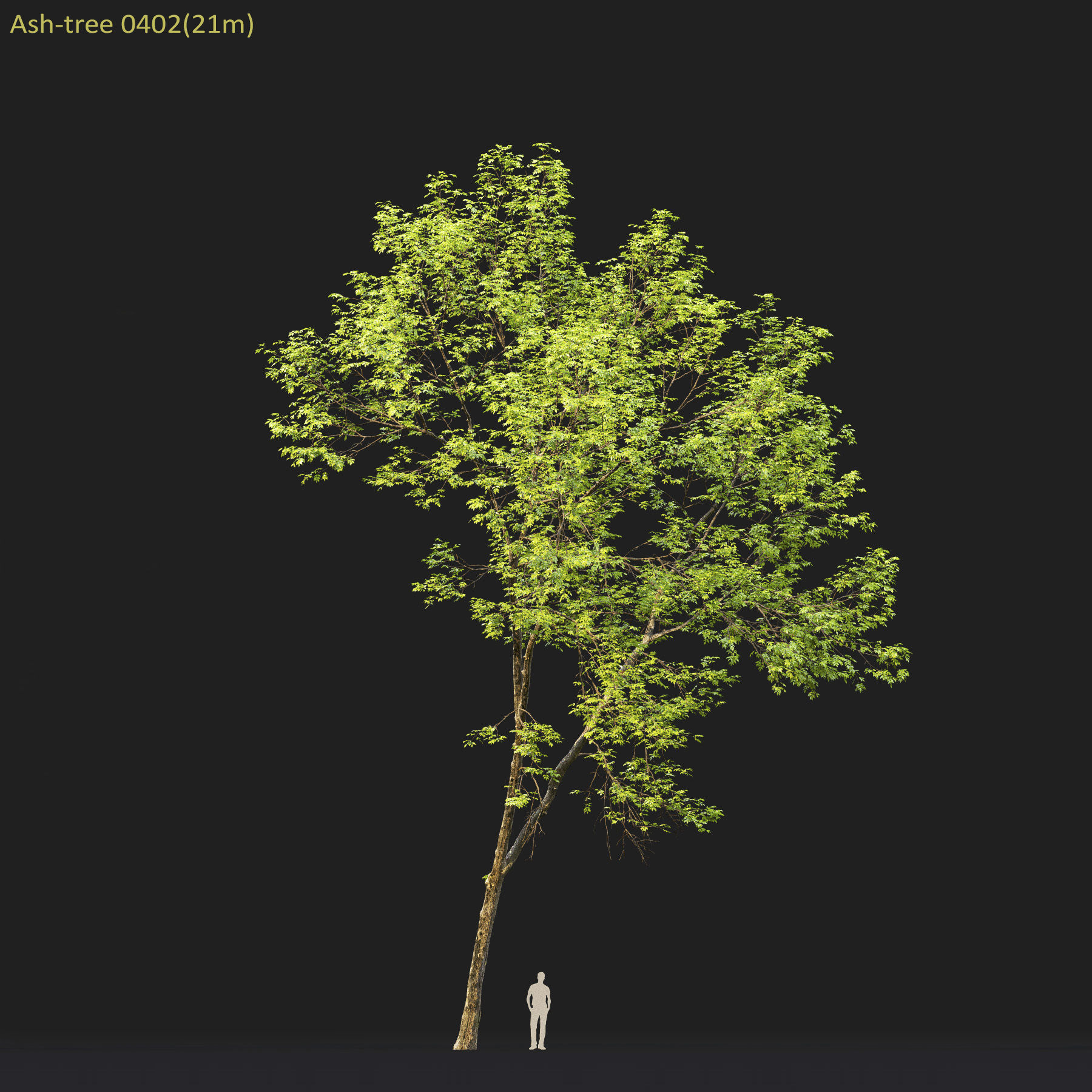 Ash-tree Height 15 - 23 m Park trees 3D model_19