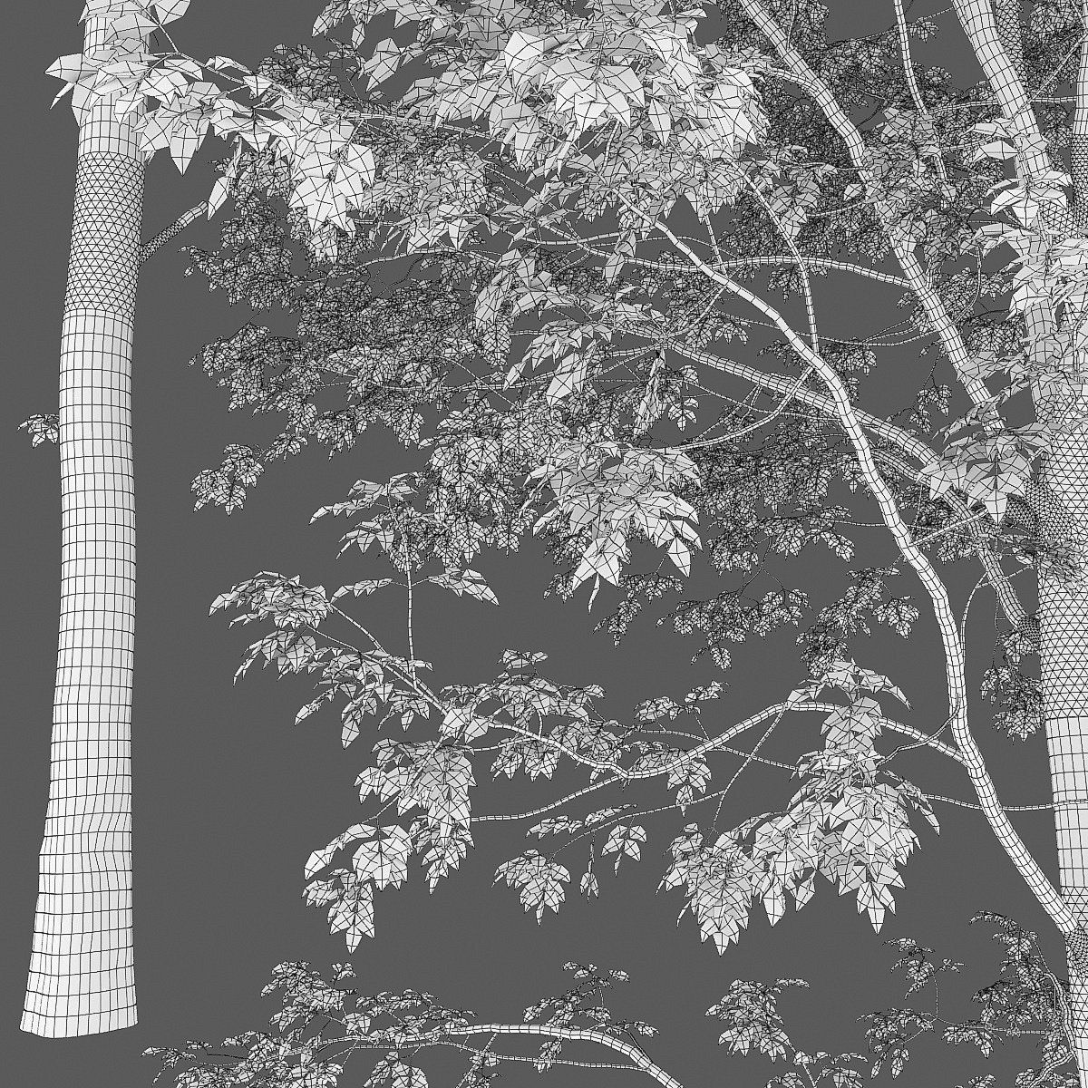 Ash-tree Height 15 - 23 m Park trees 3D model_22