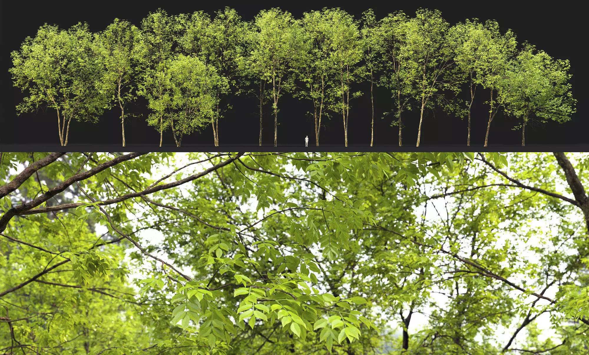 Ash-tree Height 15 - 23 m Park trees 3D model_0