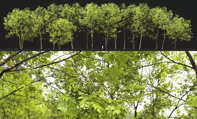 Ash-tree Height 15 - 23 m Park trees 3D model