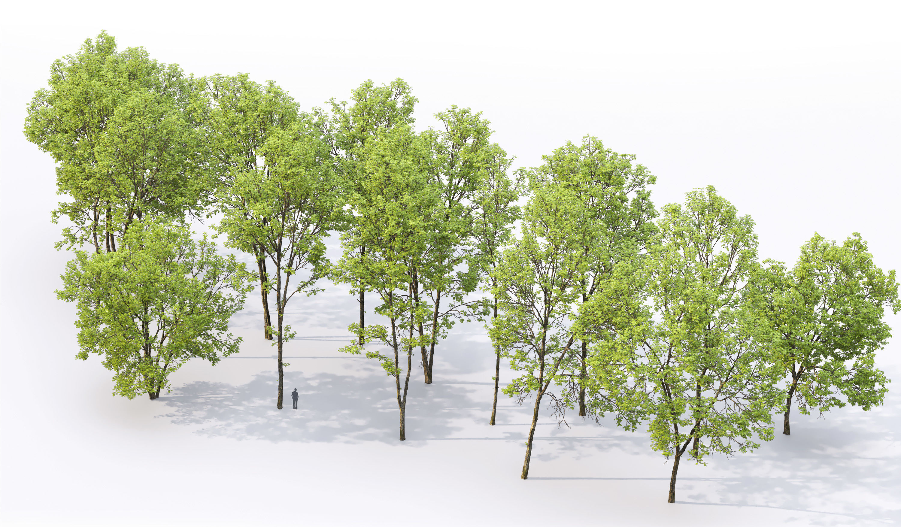 Ash-tree Height 15 - 23 m Park trees 3D model_2