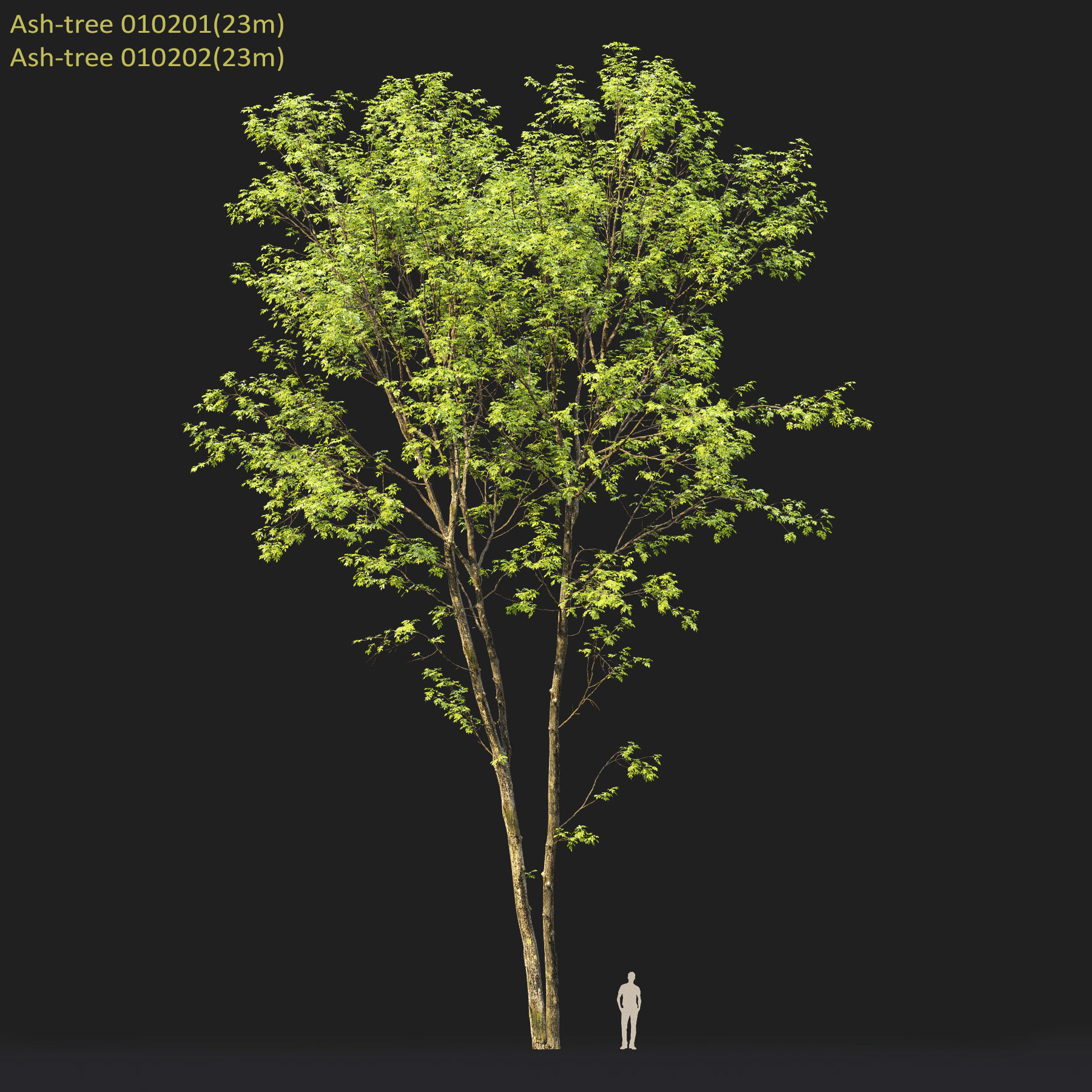 Ash-tree Height 15 - 23 m Park trees 3D model_8