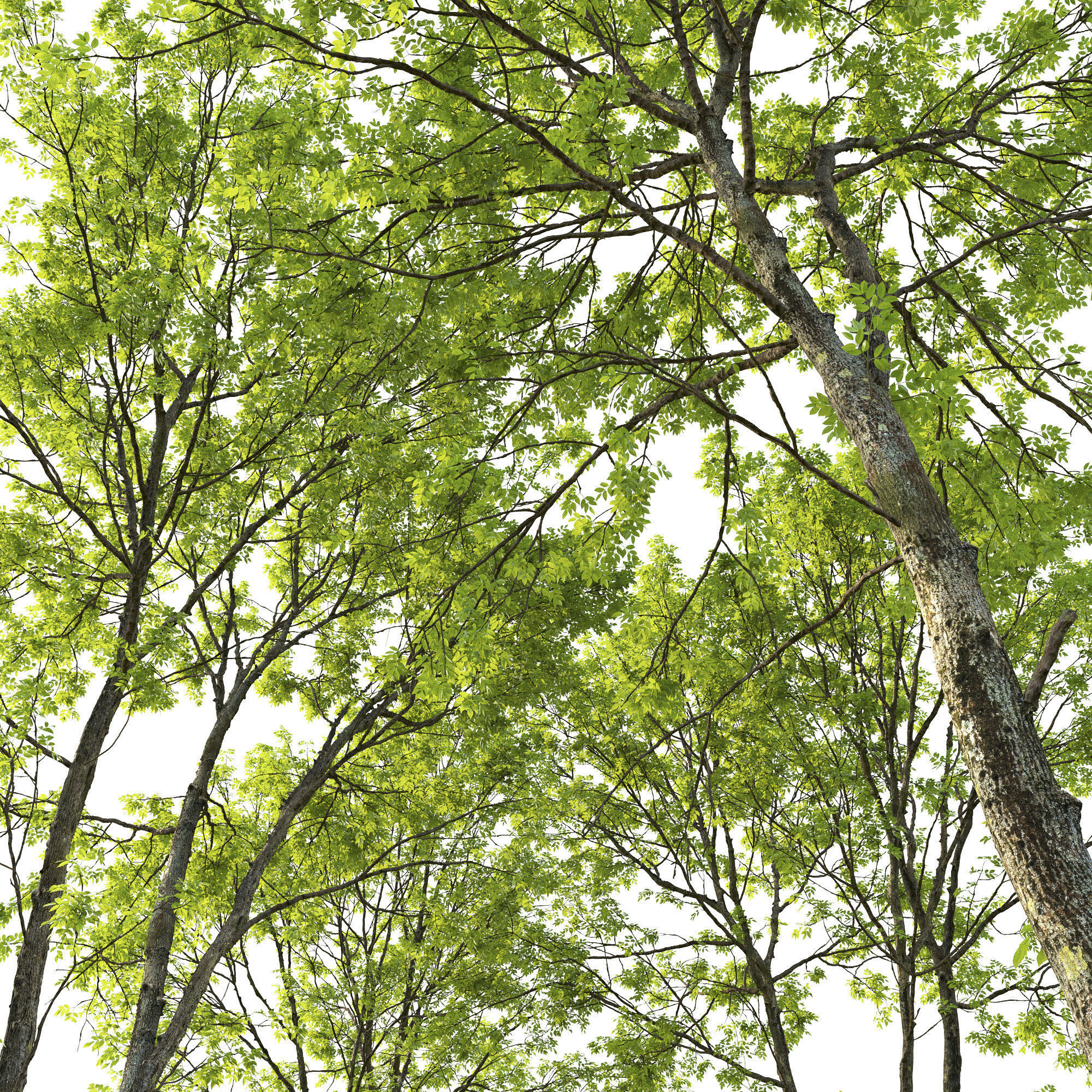Ash-tree Height 15 - 23 m Park trees 3D model_4