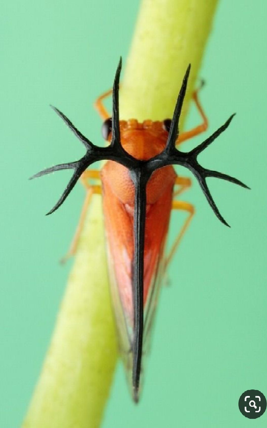 wall lamp  3D model_1