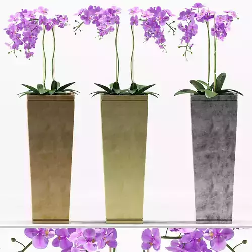 Plants 217 3D model