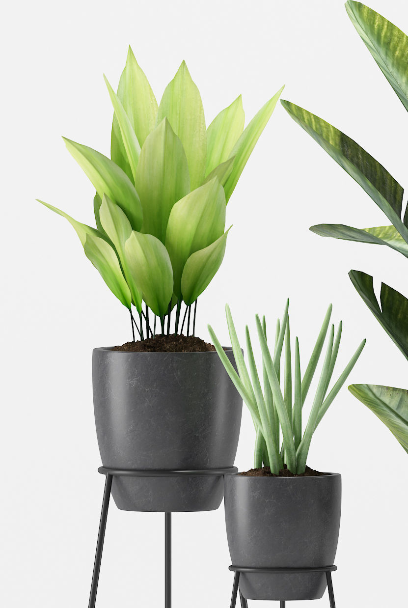 Plants 212 3D model_2