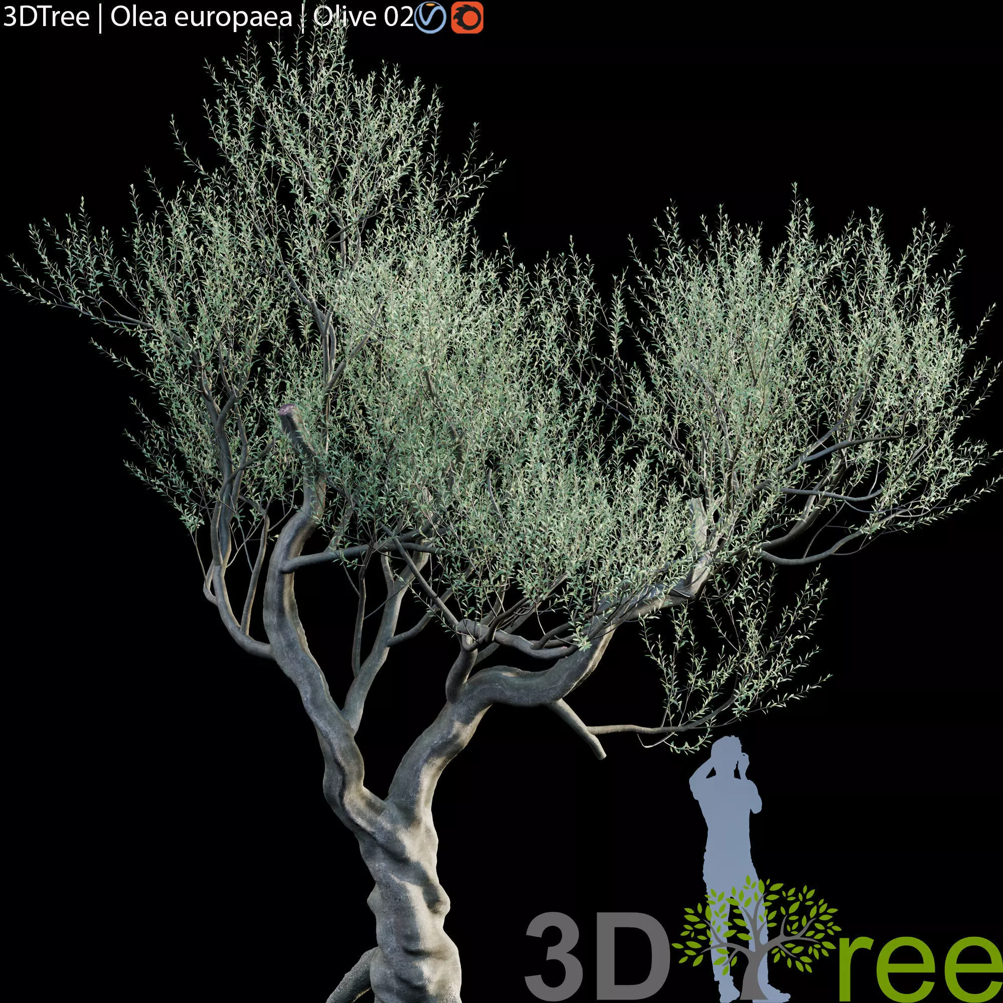 Olive Tree -Europa Olea 05 3D model_0