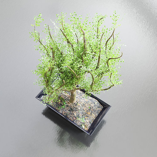 bonsai tree with flowerpot Low-poly 3D model