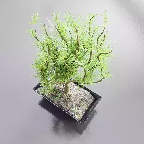 bonsai tree with flowerpot Low-poly 3D model
