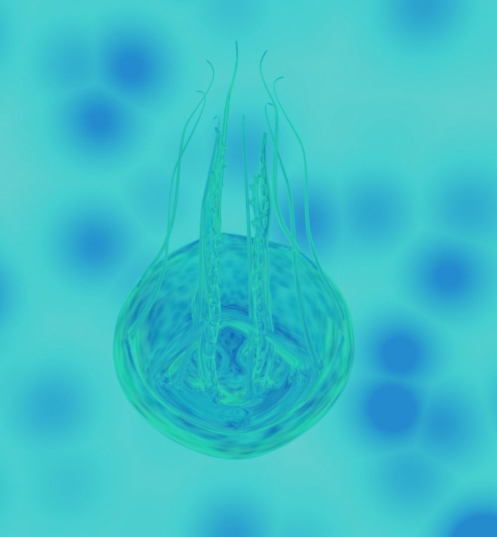 jellyfish hd wallpaper Low-poly 3D model_7