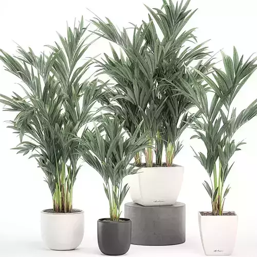 Decorative palm in a white flowerpot 563