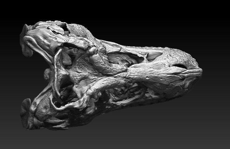 T Rex Skull  3D model_4