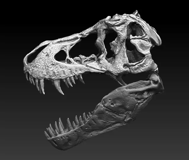 T Rex Skull  3D model_0