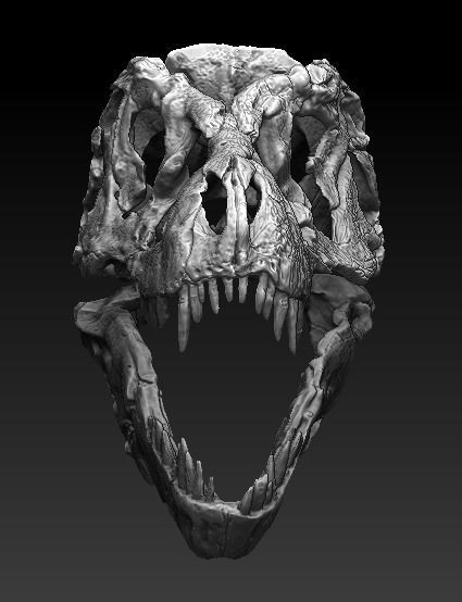 T Rex Skull  3D model_1