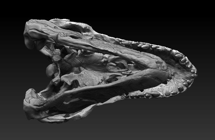 T Rex Skull  3D model_5