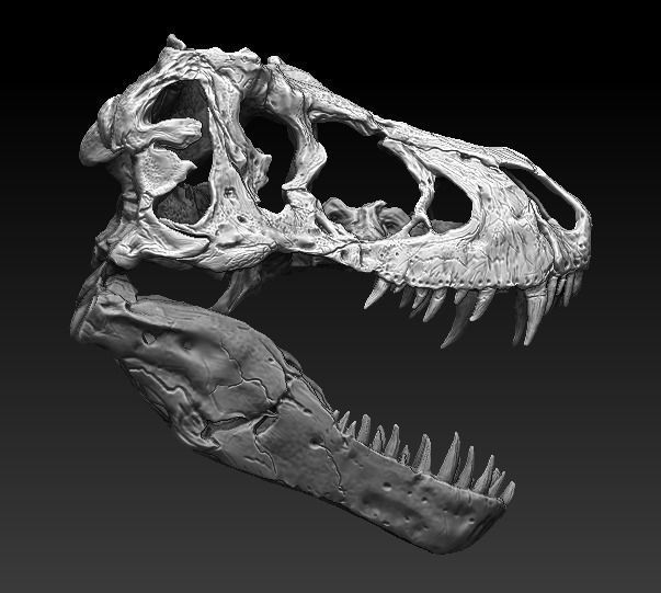 T Rex Skull  3D model_2