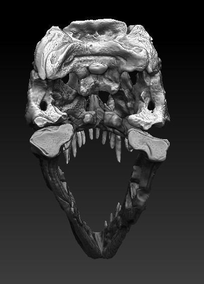 T Rex Skull  3D model_3