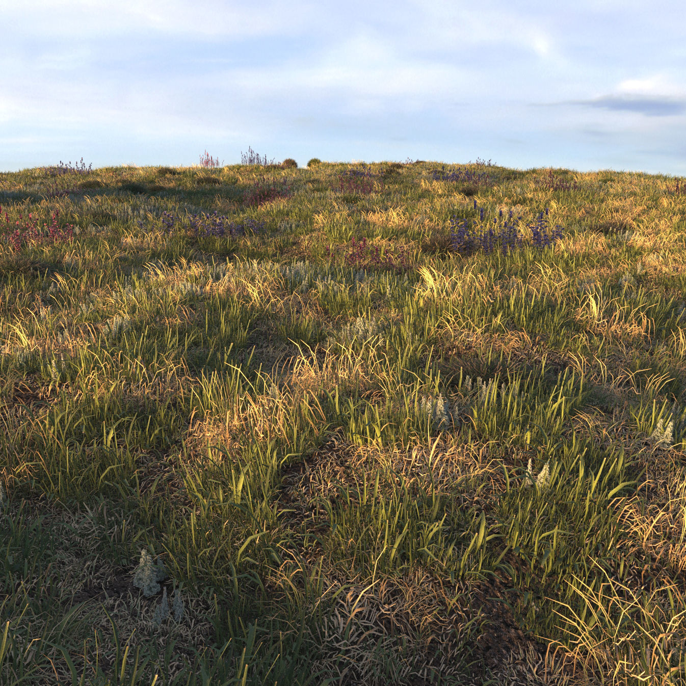 Field grass and corona scatter 3D model_5