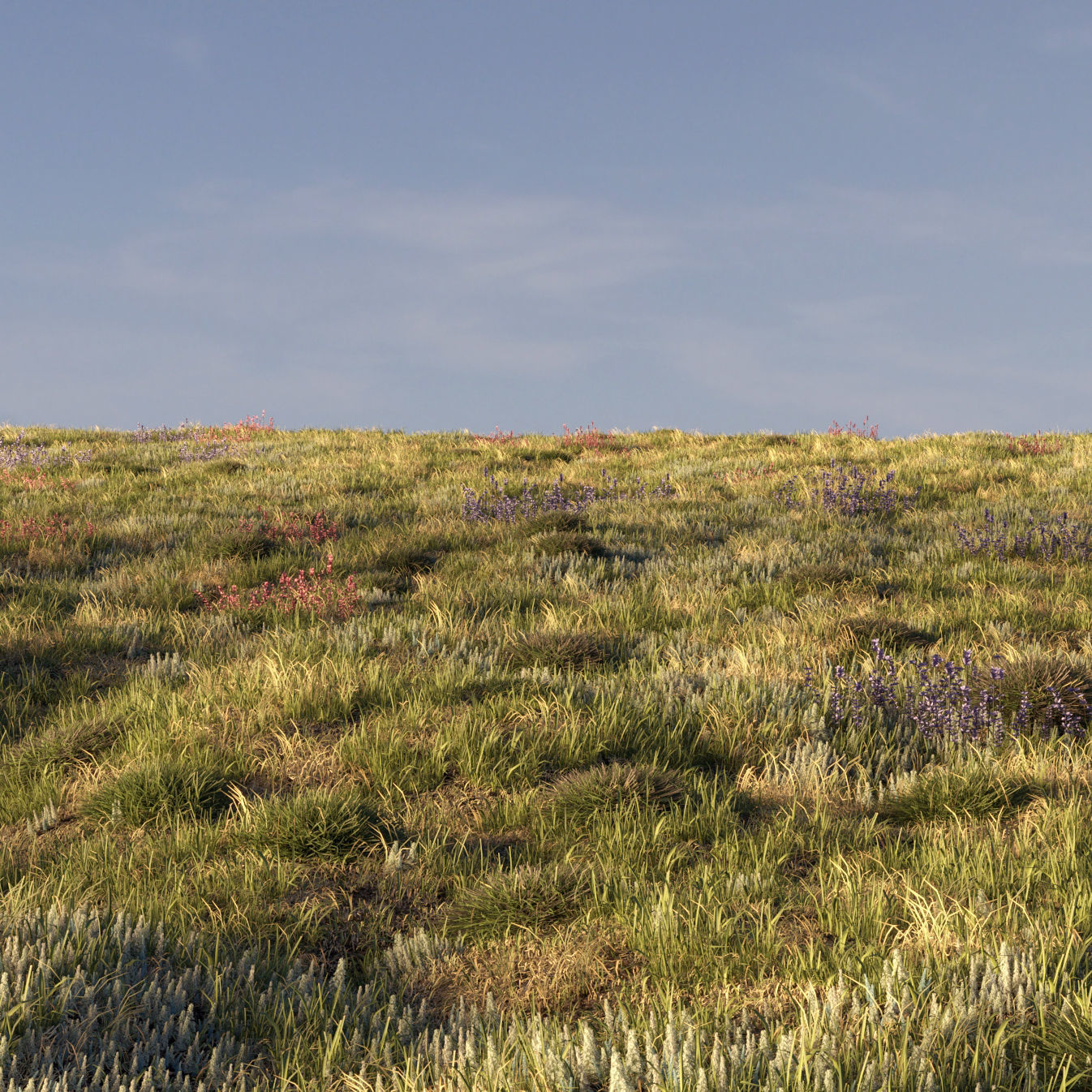 Field grass and corona scatter 3D model_3