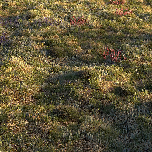Field grass and corona scatter 3D model