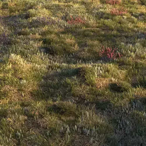Field grass and corona scatter 3D model