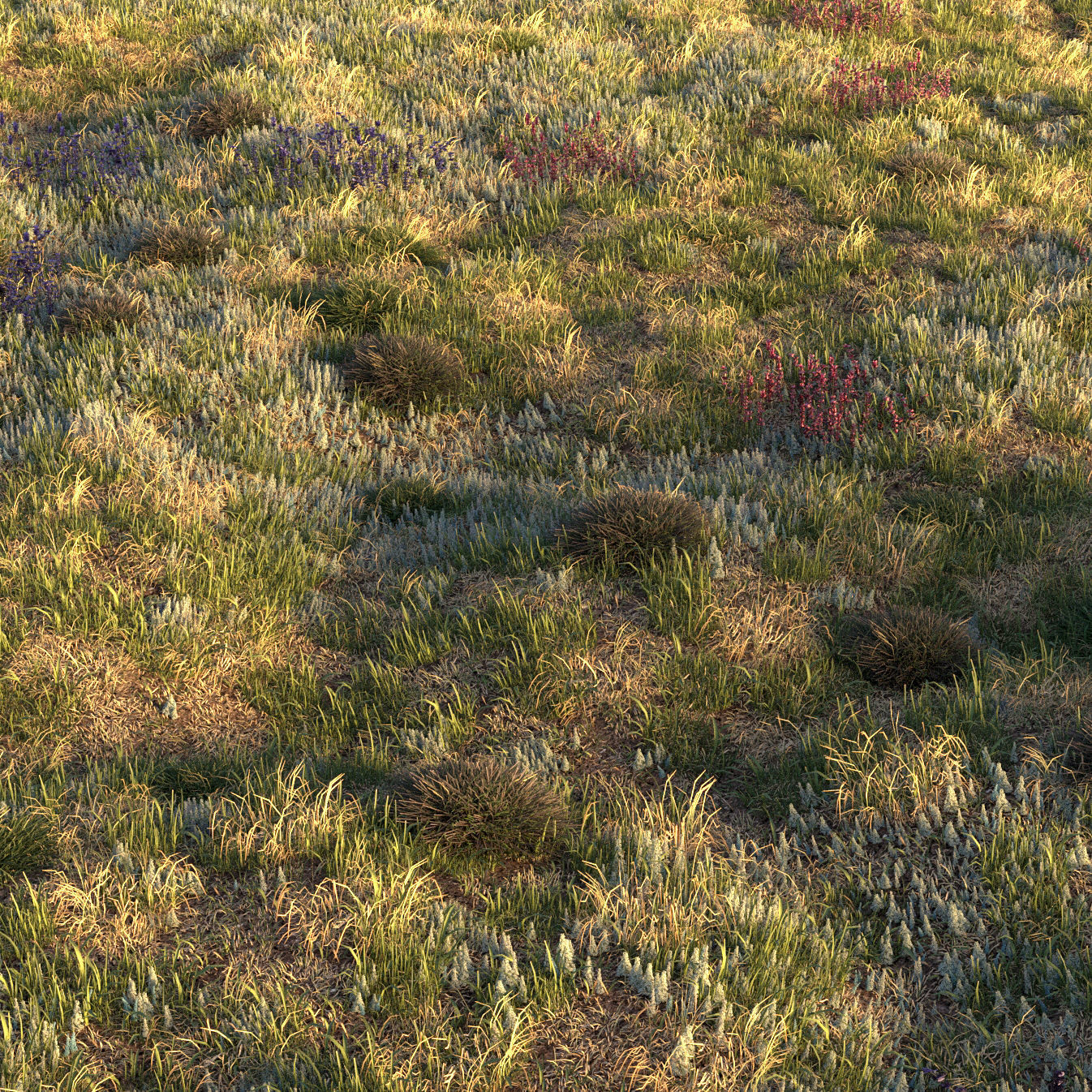 Field grass and corona scatter 3D model_7
