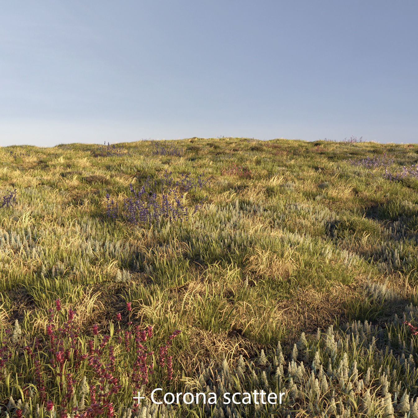 Field grass and corona scatter 3D model_1